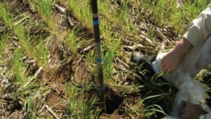 Soil Sampling: The Beginning of a Right Diagnosis
