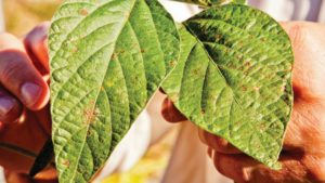 Fungicides 2018: Looking at New Pressures, Including Resistance