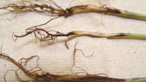 6 Tips for Collecting Samples for Diagnosis of Seedling Diseases and Disorders