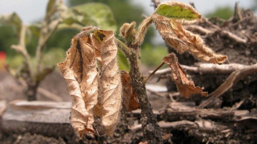 Diagnosing Soybean Seedling Diseases
