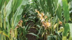 Insecticides: Making the Most of Limited Chemistries