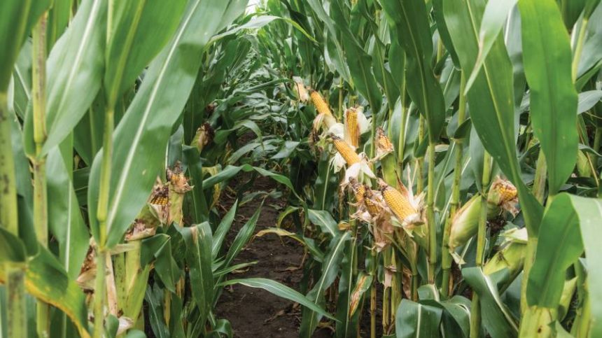 Insecticides: Making the Most of Limited Chemistries