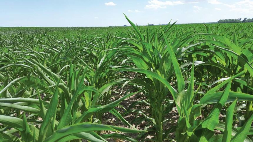 Verification in Field Application: Going the Last Six Feet