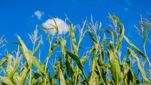 Agricultural Biologicals: The Shoes Are Beginning to Fit