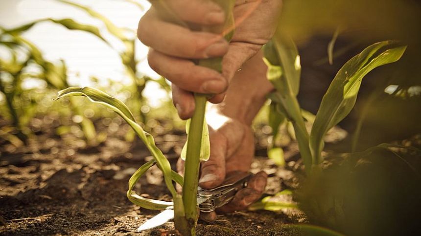 2018 Micronutrient Market Outlook