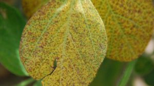 Soybean Disease Identification Resource Updated for 2018