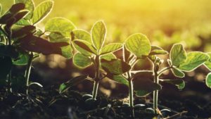 Biological Products Gaining Momentum for Ag Retailers