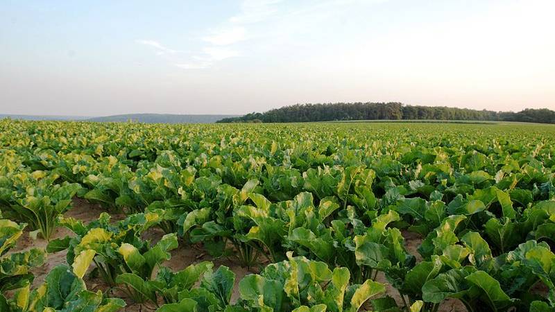 Sugar Beet Growers Next to Benefit from Meristem’s Bio-Capsule Technology