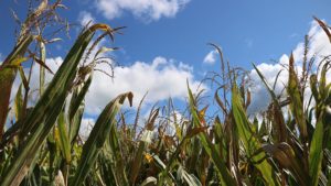 Biopesticides Evolve as Adoption Trends Upward