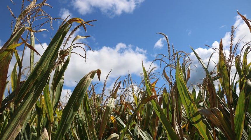 Bayer’s Glyphosate Lawsuit Headaches Promise to Linger