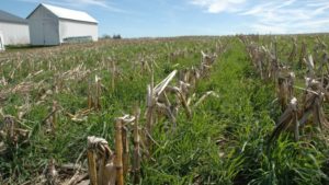 Aerial Applicators Seeding Cover Crops by Air Late Summer and Early Fall