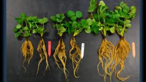 Biostimulants Gaining Ground