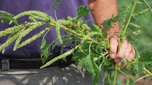 The War Against Weeds Evolves in 2018
