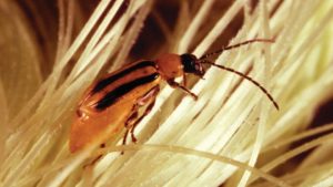 The Disease/Insect Outlook for 2018: New Challenges at Every Turn