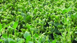 2,4-D and Dicamba Cropping Systems in 2018: Looking for a Smoother Year