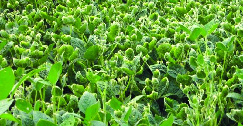 2,4-D and Dicamba Cropping Systems in 2018: Looking for a Smoother Year