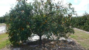 Fade to Orange: The Coming Biotech Flashpoint