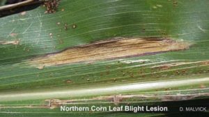 Identifying Symptoms of Northern Corn Leaf Blight