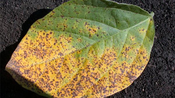 Septoria Brown Spot: Understanding Conditions That Favor Soybean Disease