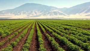 4R Practices for Fertilizer Management in Potatoes