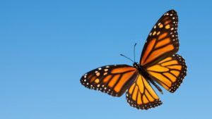 The Monarch Butterfly Effect in Agriculture
