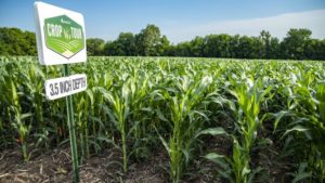 AGCO Crop Tour 2018 Shows Impact of Planting Practices, Planting Technology on Corn Emergence and Yield