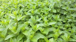 FMC’s ANTHEM Flex Herbicide Approved for Use in Potato and Mint Production