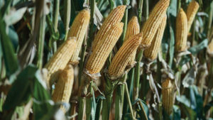 Top Growers RevealFive Secrets to Reducing Crop Stress for Bin Bustin’ Yield