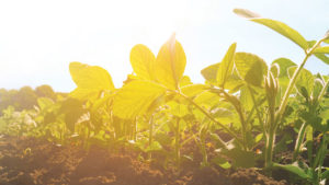 How Drought Affects Soil Health