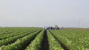 The Verdict on Dicamba, Year Two