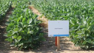 Corteva Field Day Addresses Lingering Issues