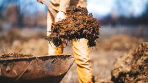 The Right Mix: Mineral and Manure Nutrient Sources Complement Each Another