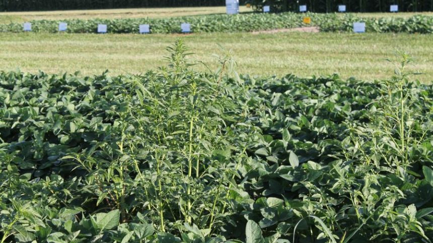 Managing Metabolic Resistance in Weeds