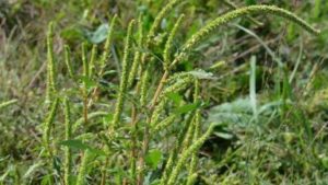 Palmer Amaranth Found in North Dakota