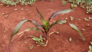 Soil Phosphorus Availability and Lime: More than Just pH?