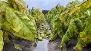 North Carolina’s Ag Losses From Florence Piling Up