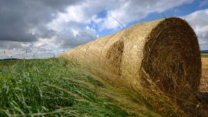 Opinion: Agriculture’s European Problem