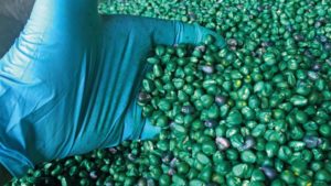 Nutritionals, Corn Seed Treatments Trending Up in a Downstream Market