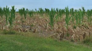8 Reasons Why Unwanted Herbicide Residues Might Happen