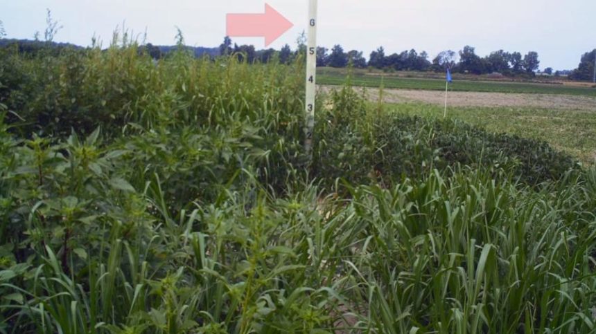 Video: Palmer Amaranth Time-Lapse, Late Growth