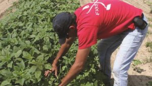 Weed Management Key for Georgia Cotton Farmers
