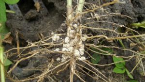 Why You Should Inoculate Your Soybean Seed