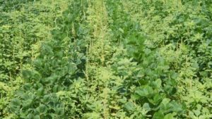 Sterile Pollen Technique Shows Promise for Palmer Amaranth Weed Control