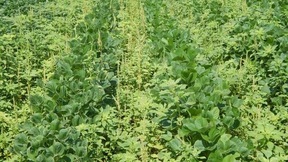 Sterile Pollen Technique Shows Promise for Palmer Amaranth Weed Control