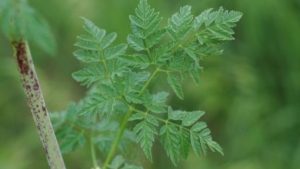 Corteva Agriscience Submits New Pasture Herbicide to EPA