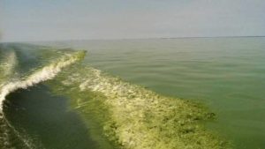 Ohio Gov. DeWine Unveils New Program to Curb Algal Blooms, Improve Water Quality