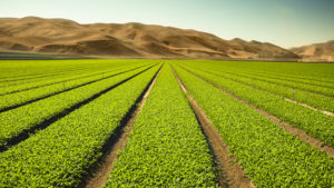 OneUP™ Liquid Fertilizer is an Effective Nutrient Formulation