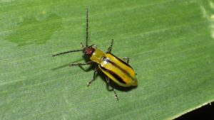 Corn Rootworm, Weeds, and More: Stine Seed’s Tips to Protect Your Yield Today