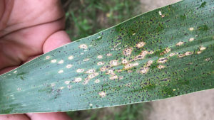 Fungicide Watch: Most Worrying Diseases for 2019