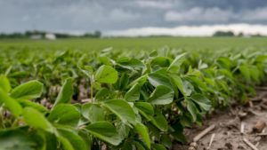 ASA Examines Potential of New Specialty Biotech Crop Varieties for Soy Farmers